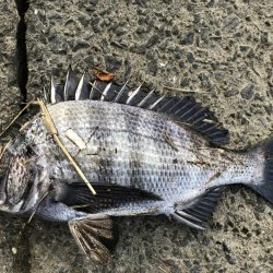 イチノ兄弟、釣果！