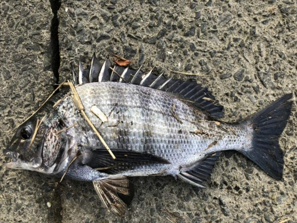 イチノ兄弟、釣果！