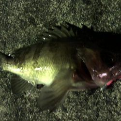 またメバリング