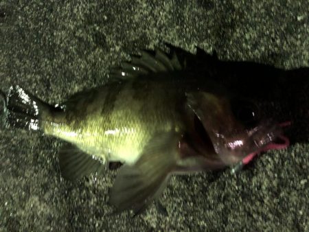 またメバリング