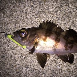 ぼちぼちとメバリング