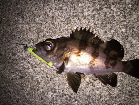 ぼちぼちとメバリング