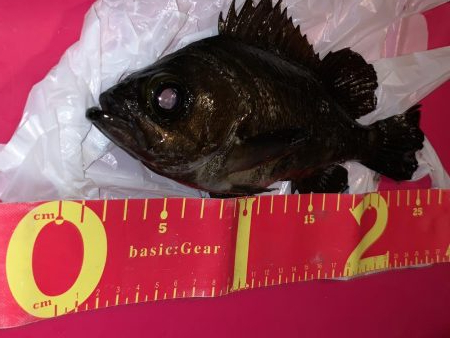 今日は超！渋かった！