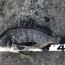 イチノ兄弟、釣果!