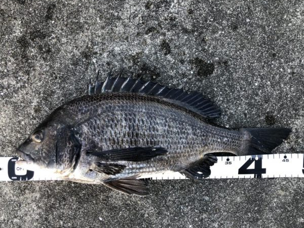 イチノ兄弟、釣果!