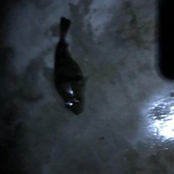 渋くなってきたかもしれません