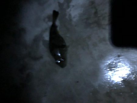 渋くなってきたかもしれません