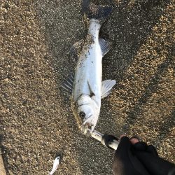 再掲初シーバス