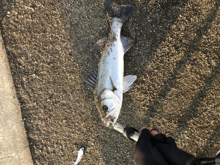 再掲初シーバス