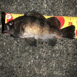 寒いけど魚は元気!