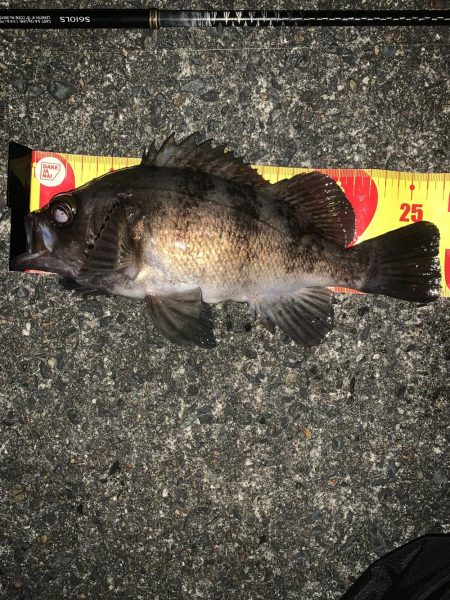 寒いけど魚は元気！