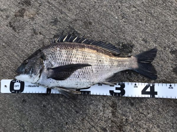 イチノ兄弟、釣果！