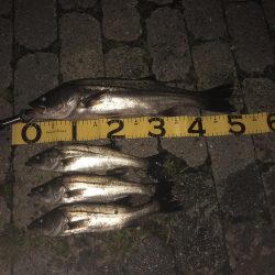 エビ撒き釣りプラクティスは続きます