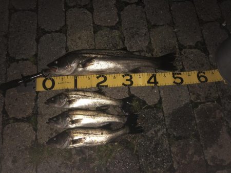 エビ撒き釣りプラクティスは続きます