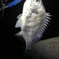 念願のチニングでの釣果