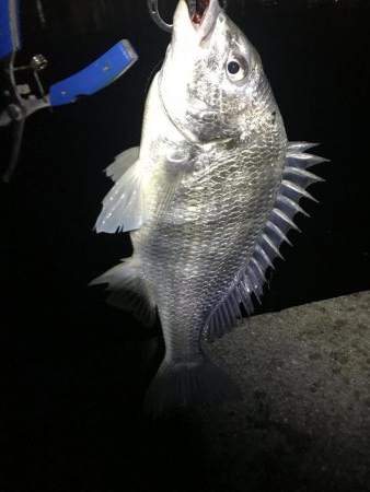 念願のチニングでの釣果