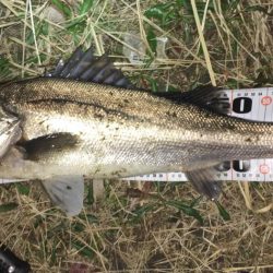 シードライブがハマる明暗シャロー