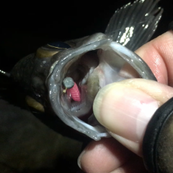 週末恒例淡路島釣果報告