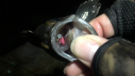 週末恒例淡路島釣果報告