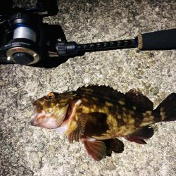 2020初釣り!プレミアム魚ゲット!