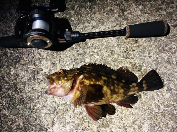 2020初釣り！プレミアム魚ゲット！