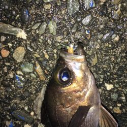 厳寒期アジング