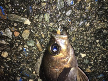 厳寒期アジング