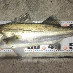 ブルシューターの集魚力！