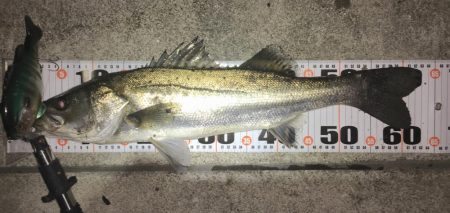 ブルシューターの集魚力！