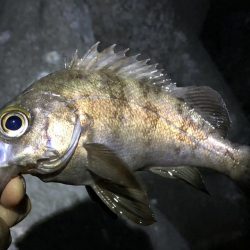 夕まづめメバリング