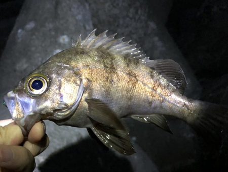 夕まづめメバリング