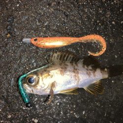 記録更新！最小のね…