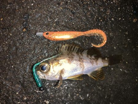 記録更新！最小のね…