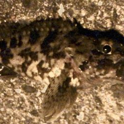 カサゴに癒される