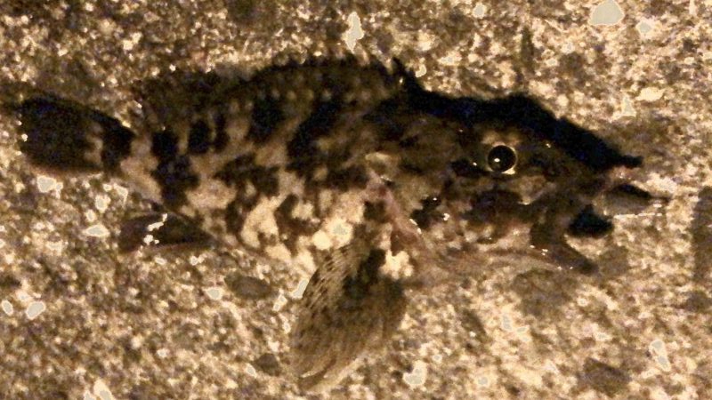 カサゴに癒される