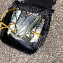 釣りというより漁でした。