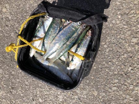 釣りというより漁でした。