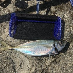 アジ釣れてます。