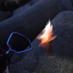 メバリング　渋かった