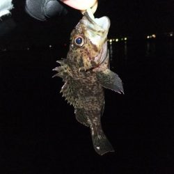 メバリングのはずが、、、