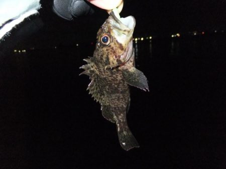 メバリングのはずが、、、