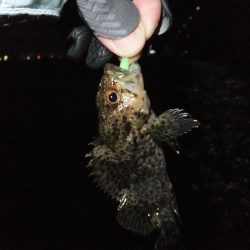 ガッシー君、高活性！