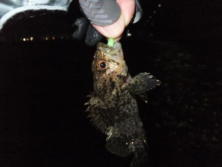 ガッシー君、高活性！