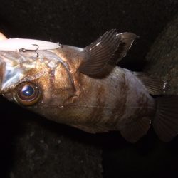 プラッギングのみで