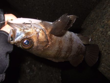 プラッギングのみで