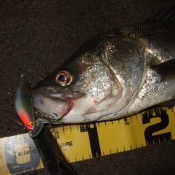 辛抱の回遊待ち