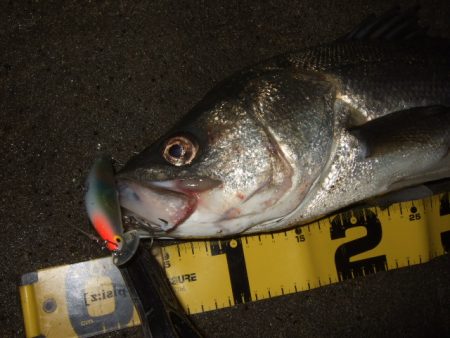 辛抱の回遊待ち