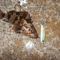 シーバス狙いだったが…