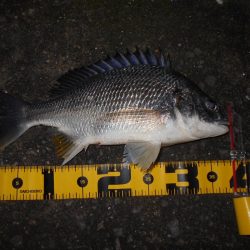 シーバス狙いでしたが…。