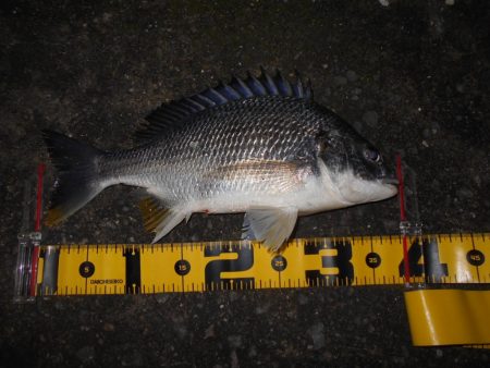 シーバス狙いでしたが…。